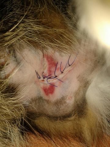 wunde von Katze so ok? (Sterilisation)