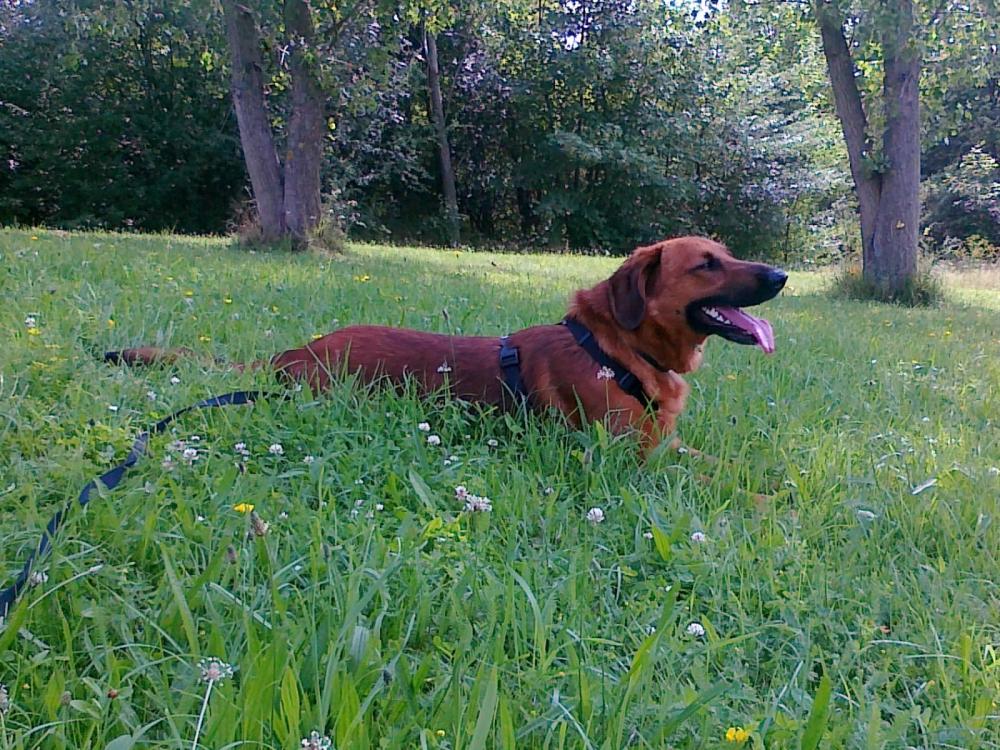 wunderbarer hund der nur ständig ausrastet wenn er andere hunde sieht