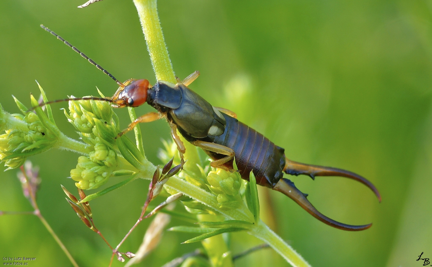 Wurde Gerade Von Einem Ohrenkneifer Gebissen Hilfe Insekten Biss