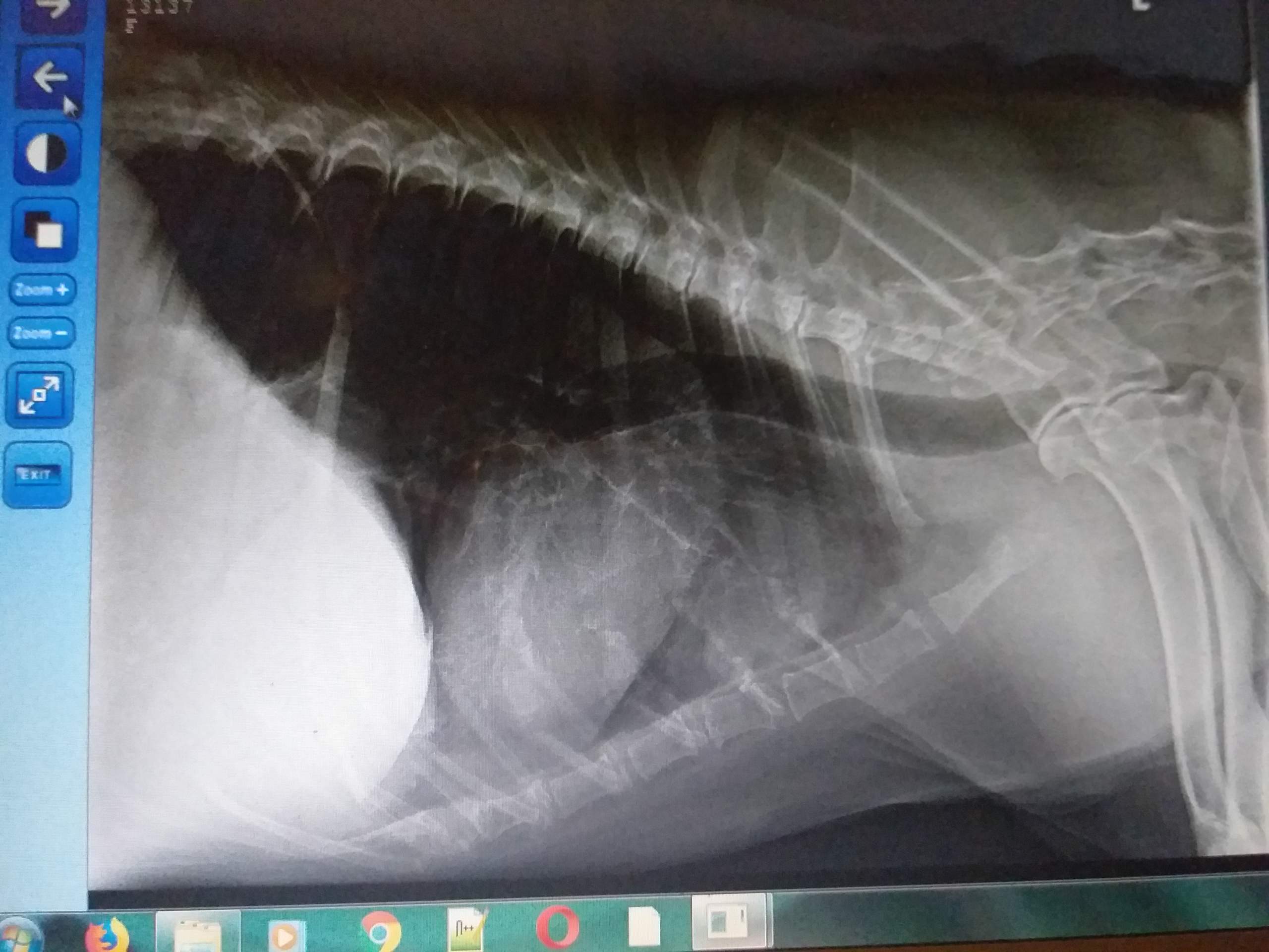 Wurde mein Hund wirklich wegen eines Tumors eingeschläfert? (Gesundheit