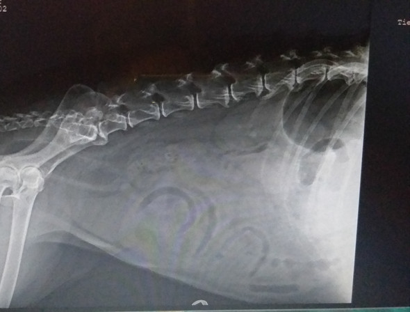 Wurde mein Hund wirklich wegen eines Tumors eingeschläfert? (Gesundheit