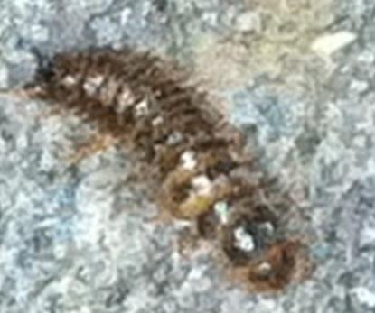 Wurm Auf Teppich Mit Bild Hilfe Wohnen Insekten Ungeziefer