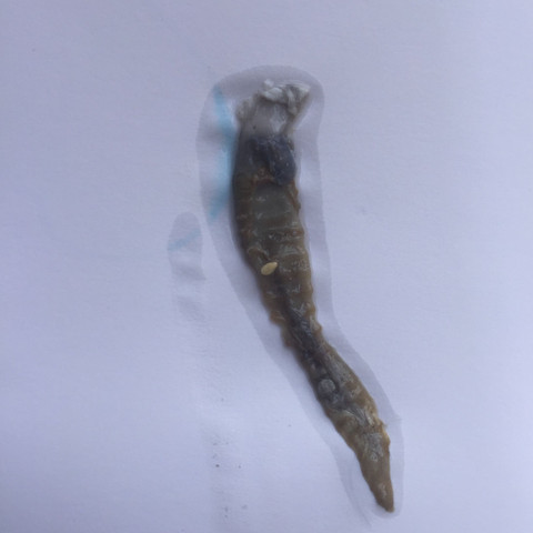 Ca 7cm Lang und 1.5 cm breit an der oberen Stelle - (Biologie, Waschmaschine, Würmer)