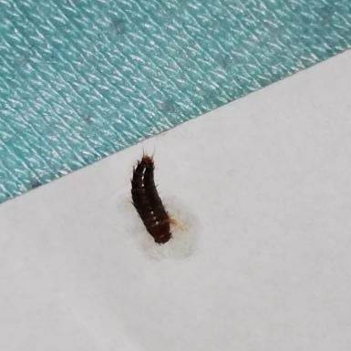 Wurm Im Bett Was Ist Das Gesundheit Und Medizin Tiere Insekten