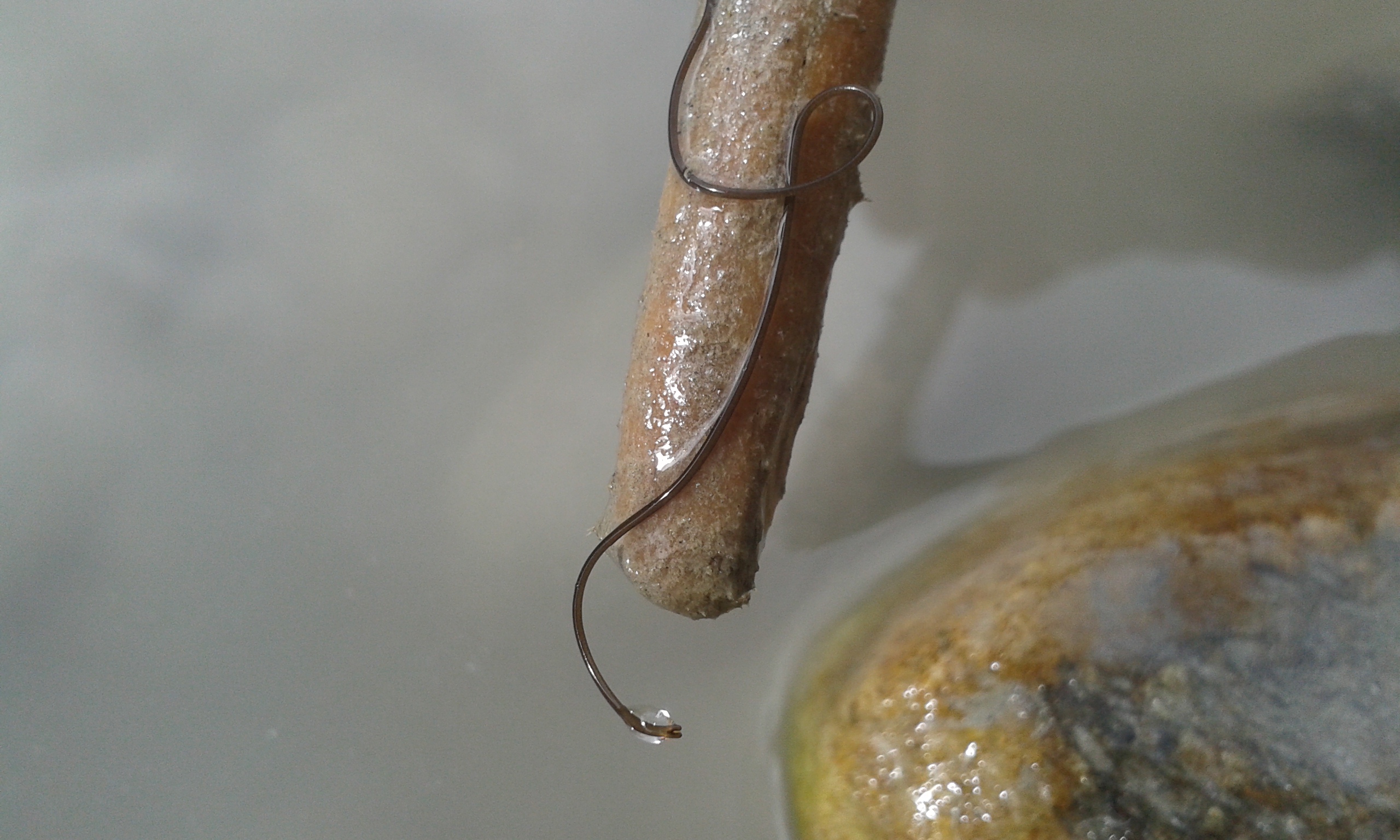 "Wurm" im Wasser. Was ist das für ein Tier? (Würmer)