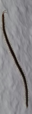 Wurm an der Wand ca 5 cm lang  - (Tiere, Würmer in Wohnung)