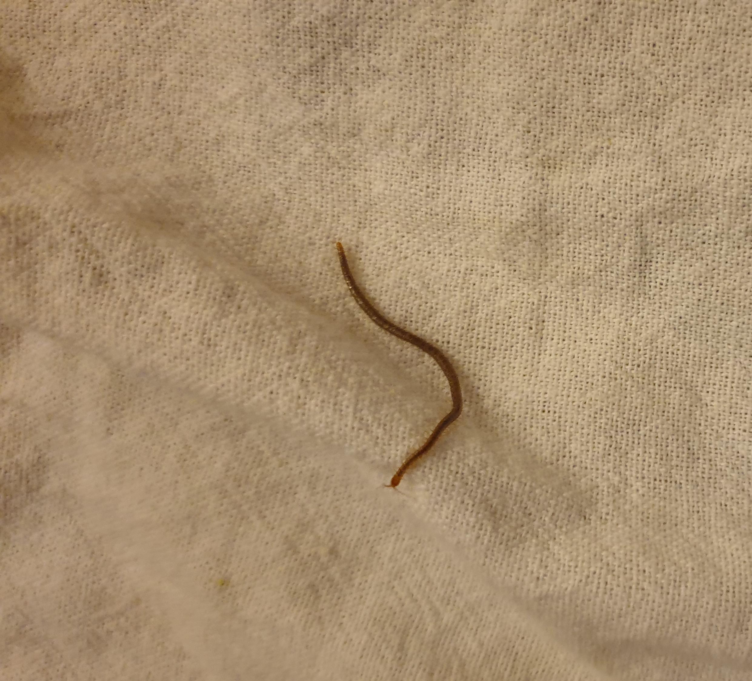 Wurm in Küchenhandtuch? (Tiere, Biologie, Insekten)