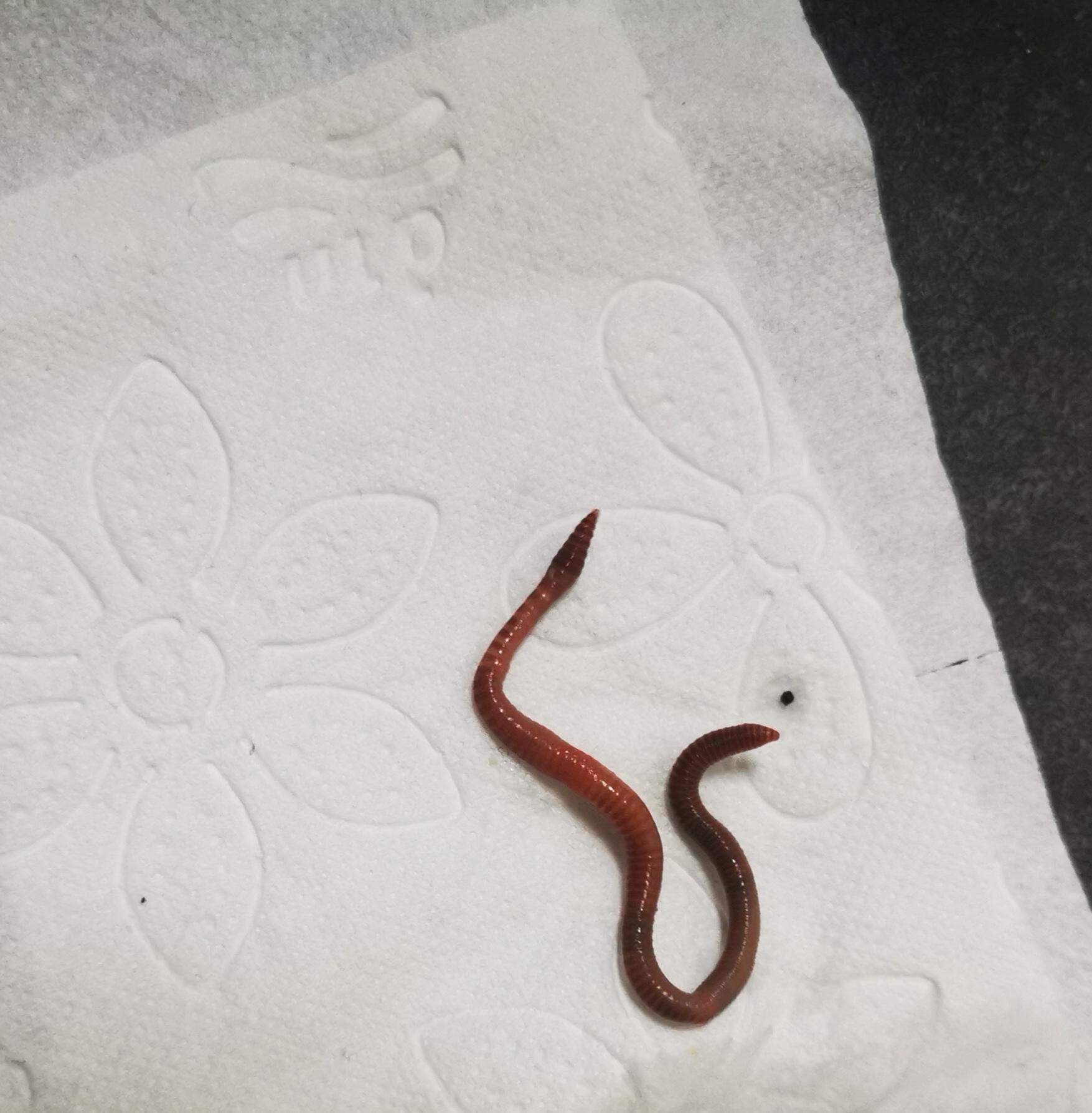 Wurm In Toilette Stuhl Natur Und Umwelt Parasiten Regenwurm Wurm In Toilette Stuhl Natur Und Umwelt Parasiten Regenwurm