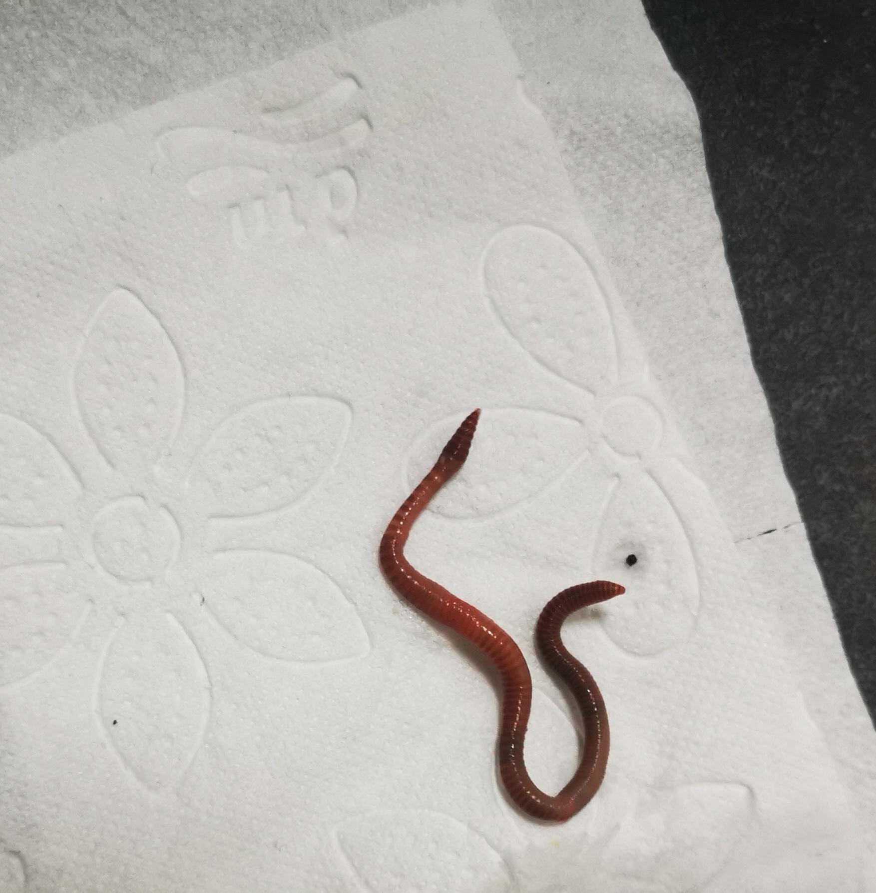 Wurm In Toilette Stuhl Natur Und Umwelt Parasiten Regenwurm Wurm In Toilette Stuhl Natur Und Umwelt Parasiten Regenwurm