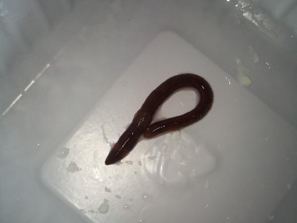 Würmer toilette schwarze in Kleine Würmer