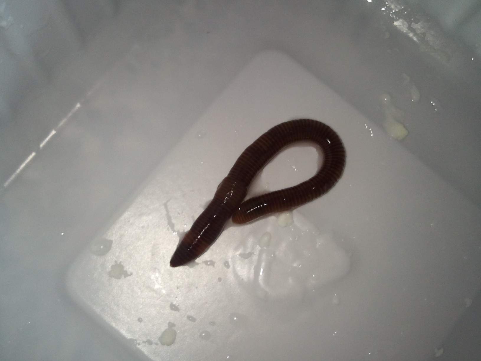 Schwarze würmer in toilette