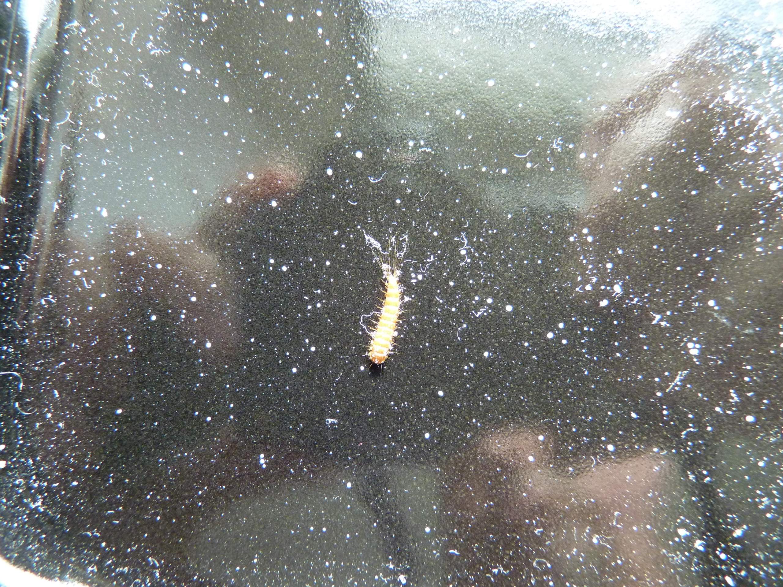 Wurm in Wohnung? (Insekten, Schädlinge, Würmer)