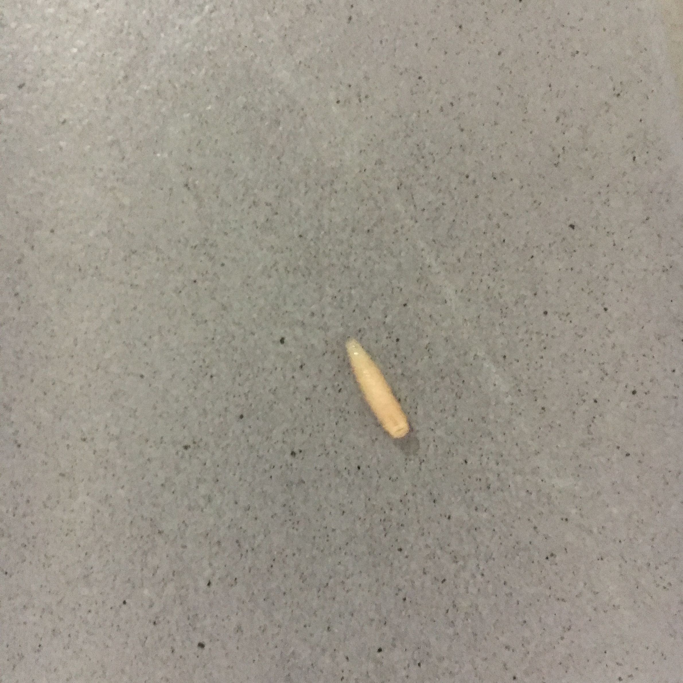 Wurm oder Larve, warum sind die da? (Küche, Würmer, Larven)