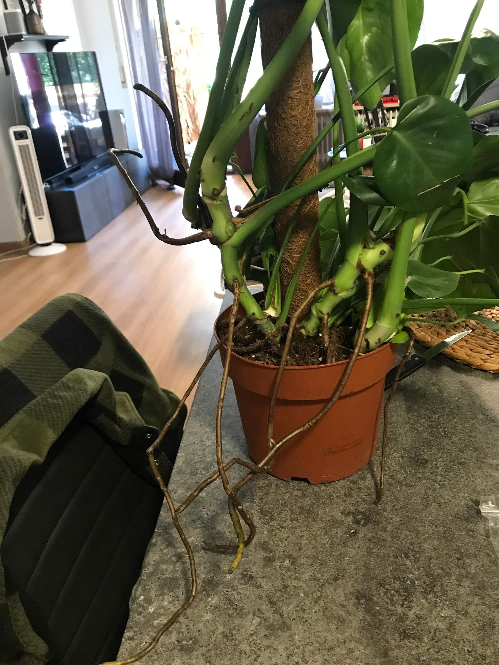 Wurzeln Monstera? (Pflanzen)