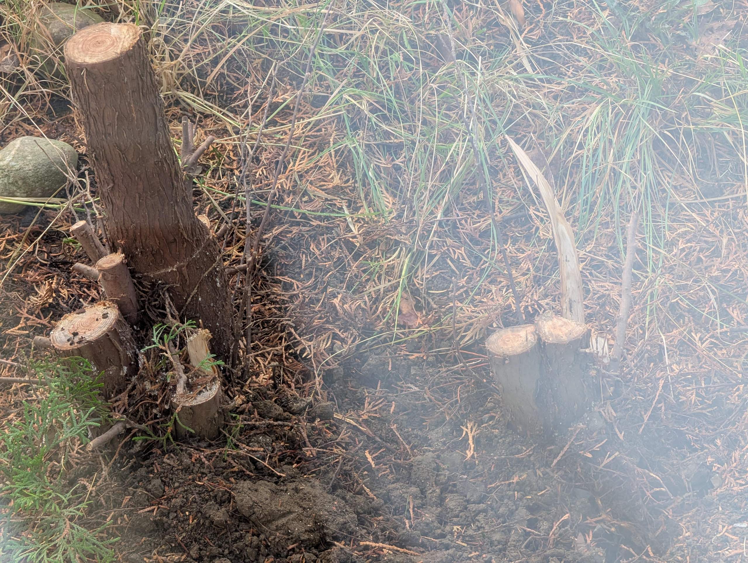 thuja fällen auf privatgrundstück Thuja 