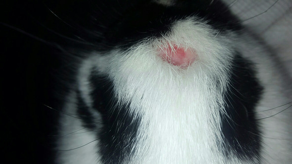 Mein Hase. 4 Monate alt. - (krank, Kaninchen, Hasen)