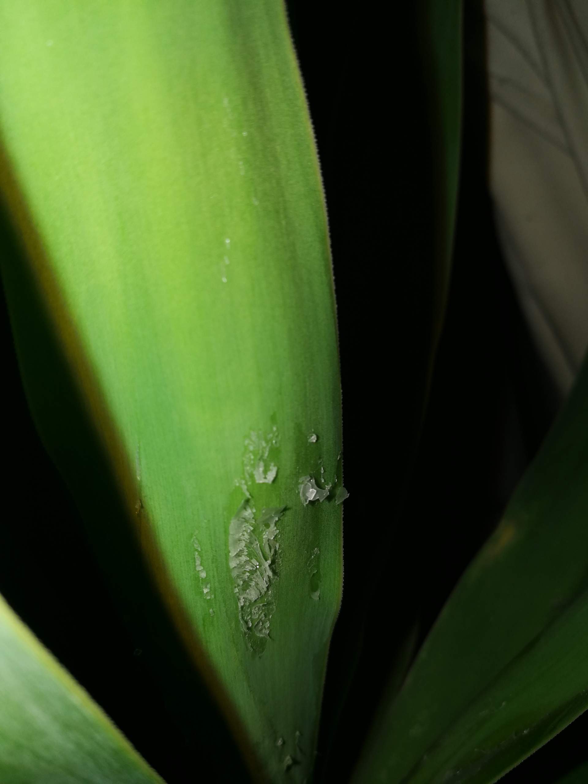 32+ Yucca Macht Andere Pflanzen Kaputt, Auch ein rückschnitt kann