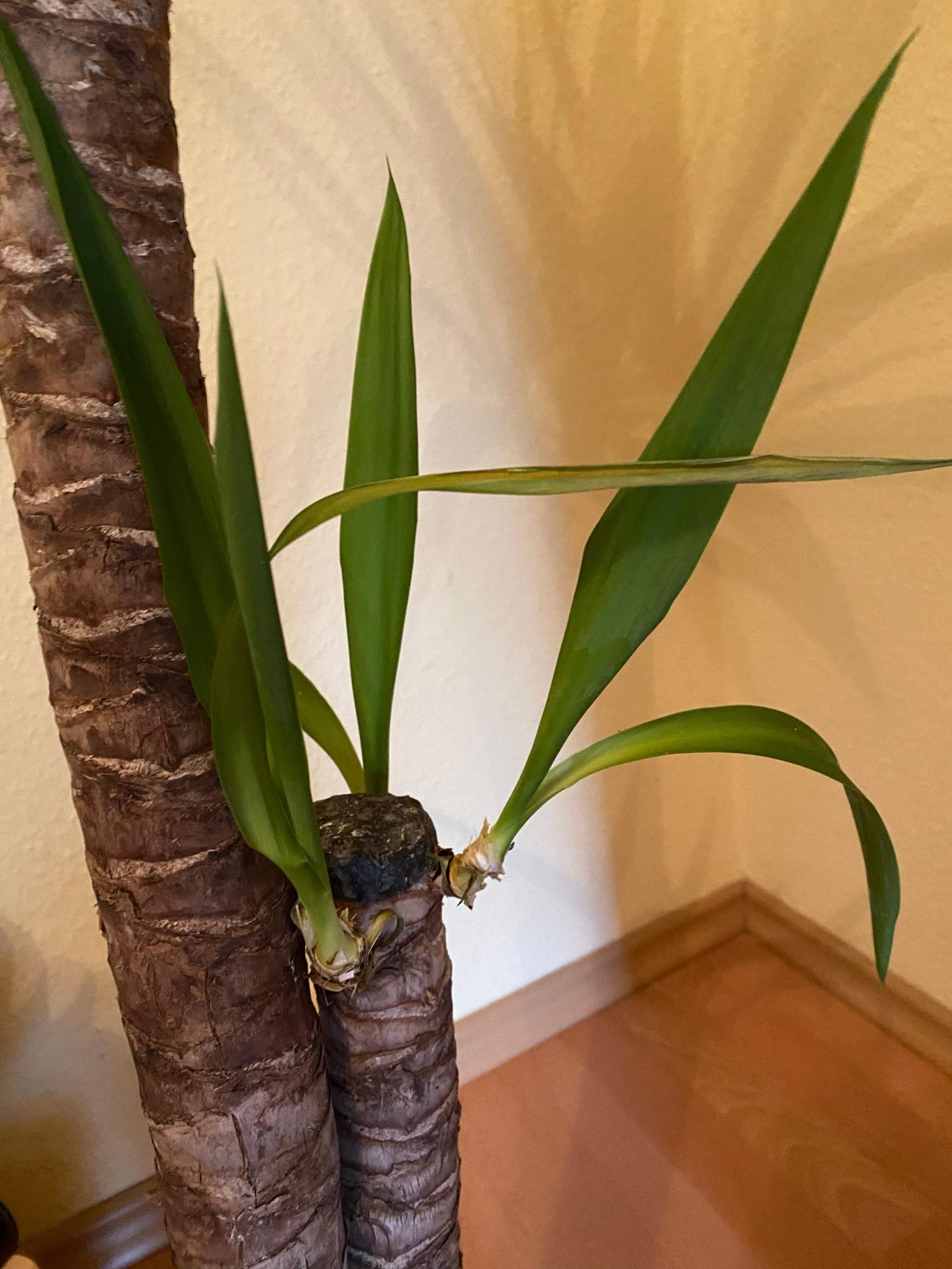 Yucca Palme geht kaputt, wie kann ich sie retten? Technik