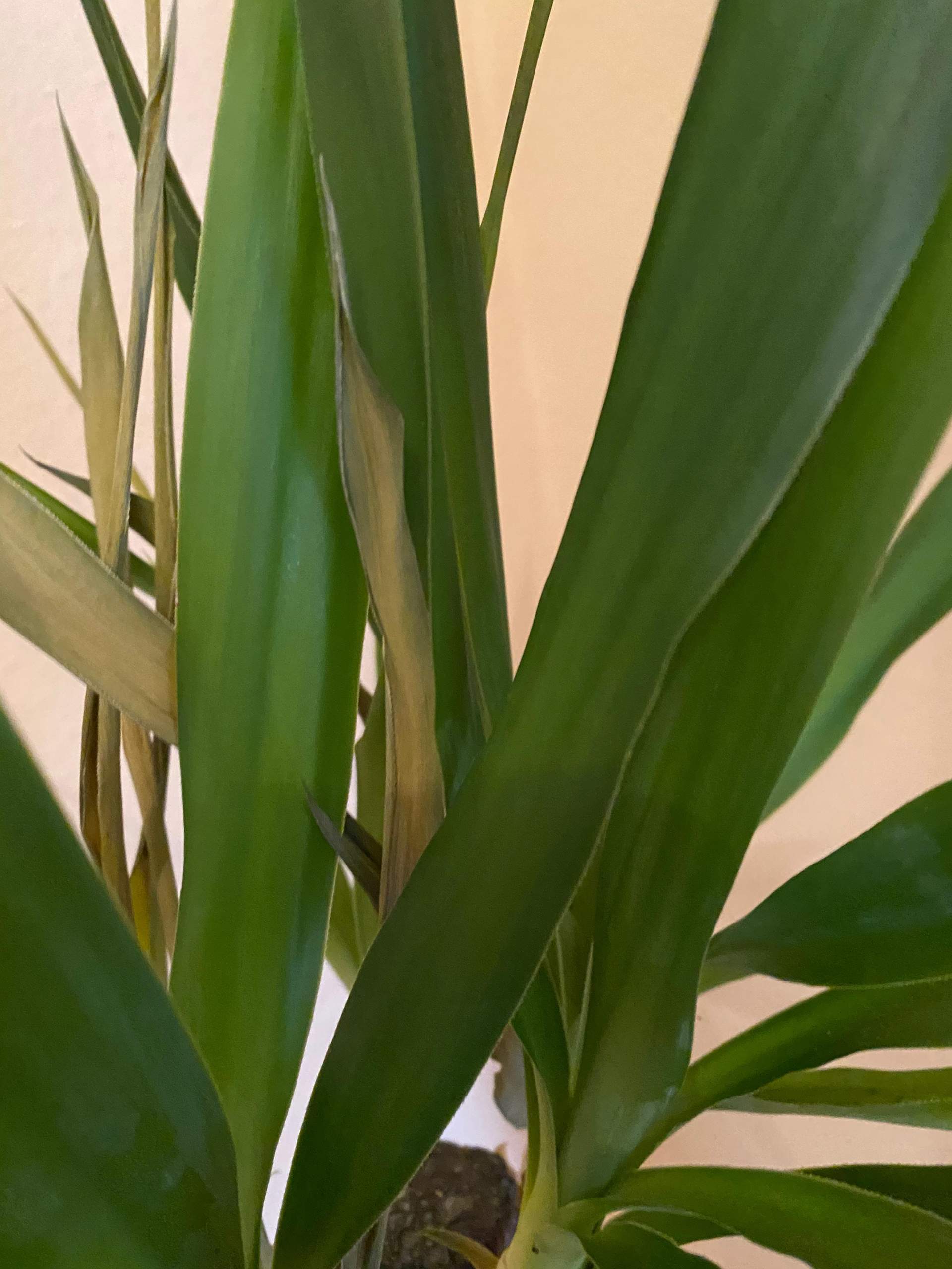 Yucca Palme geht kaputt, wie kann ich sie retten? Technik