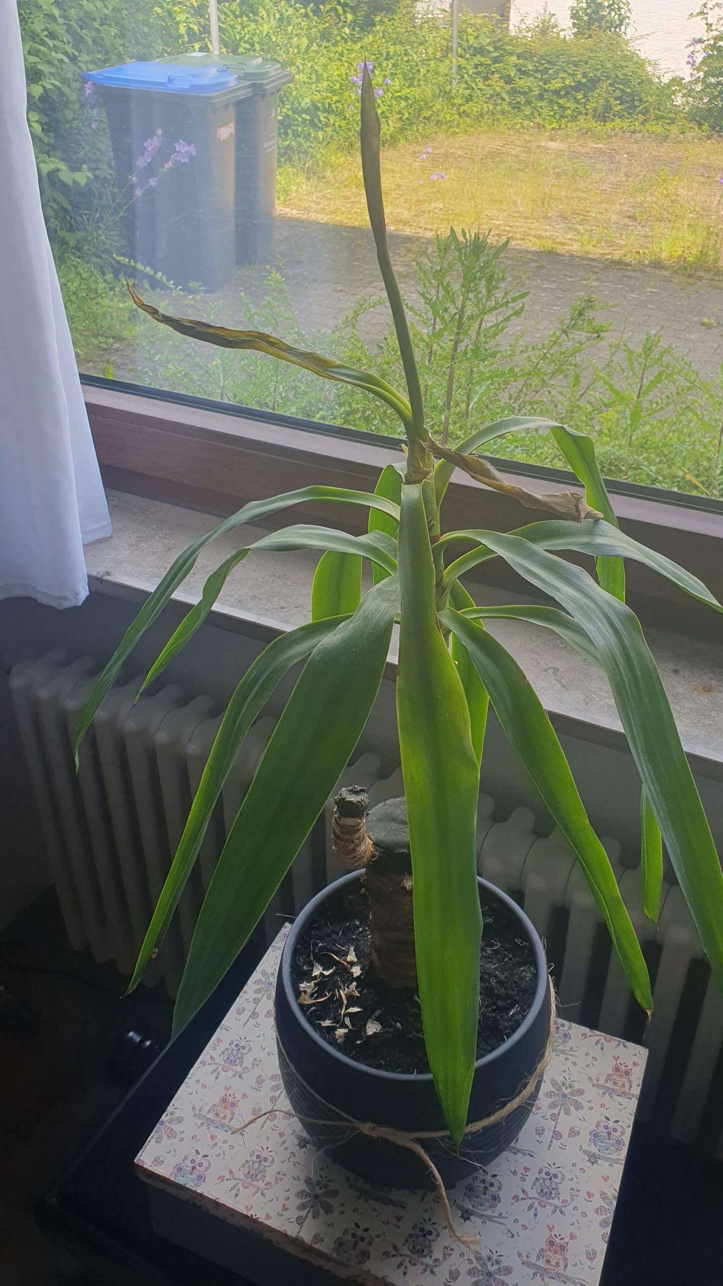 aloe vera für babys Aloe Vera Intensiv Feuchtigkeitsspendendes Babyöl – Sanfte Hautpflege –  TryAladdin main image 0