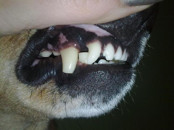 So sind alle 4 Zähne - (Hund, Zähne, Tierarzt)