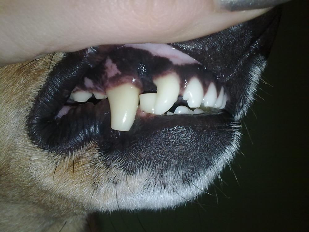 Zahn abgeschliffen bei Freundin ihrem Hund , Normal? (Zähne, Tierarzt