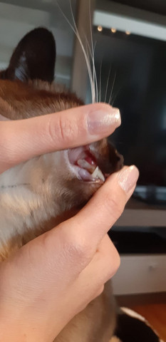 Zahn Bei Katze Locker Und Schief Siehe Foto Tierarzt Notig Gesundheit Und Medizin Zahne Katzen
