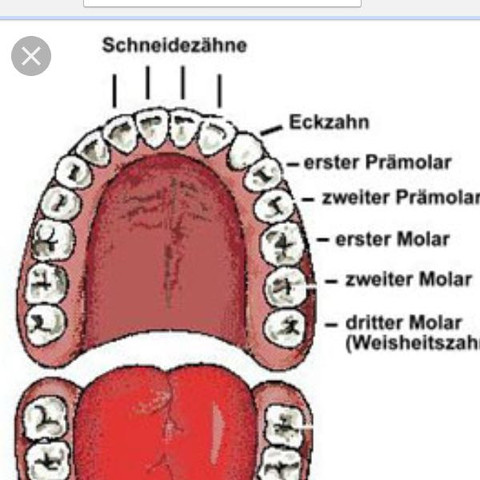 Für die, die nicht wissen wie die Zähne heißen:) - (Gesundheit und Medizin, Zähne, Zahnarzt)