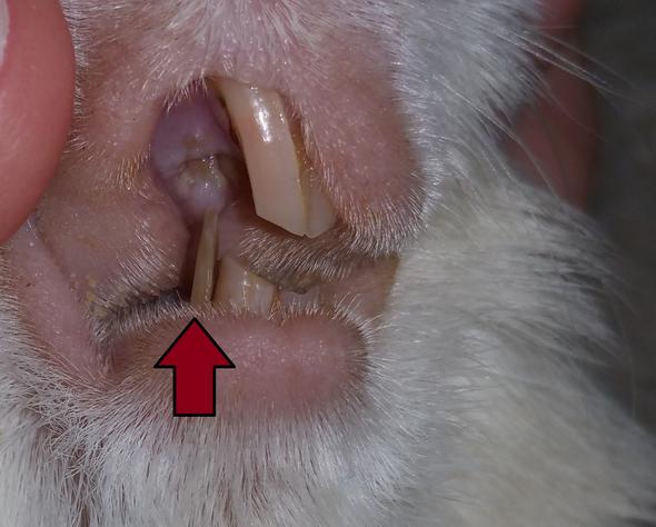 Snow's Zahnproblem - (Zähne, Tierarzt, Meerschweinchen)