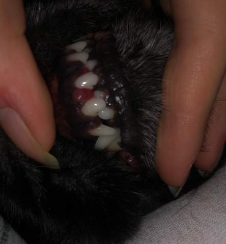 Zahnfleischentzündung beim Hund?