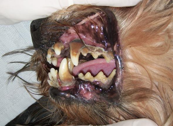 Zahnstein entfernen beim Hund? (Tiere, Arzt, Zähne)