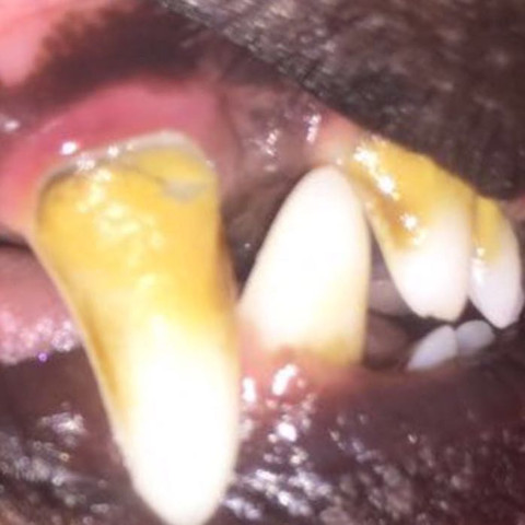 Zahn1 - (Gesundheit und Medizin, Hund, Zähne)