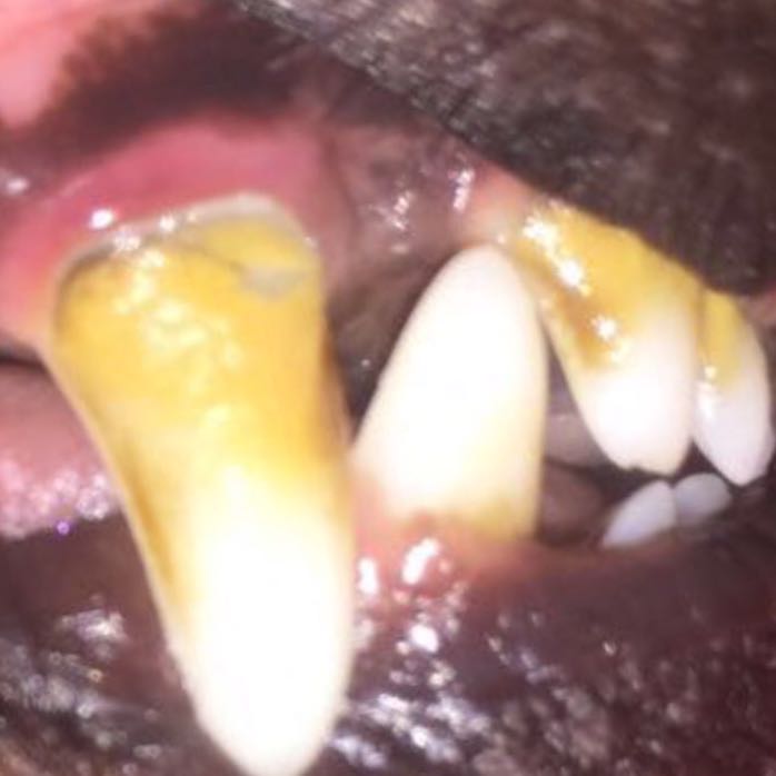 Zahnstein entfernung beim Hund, hat jemand Erfahrung? (Gesundheit und