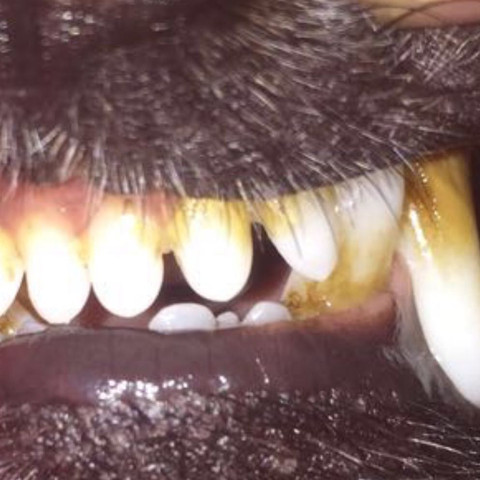 Zahn2 - (Gesundheit und Medizin, Hund, Zähne)