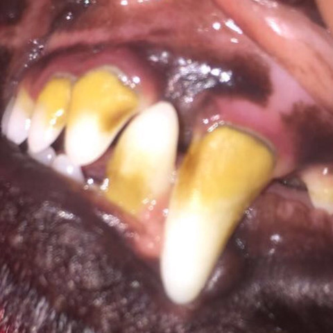 Zahn3 - (Gesundheit und Medizin, Hund, Zähne)