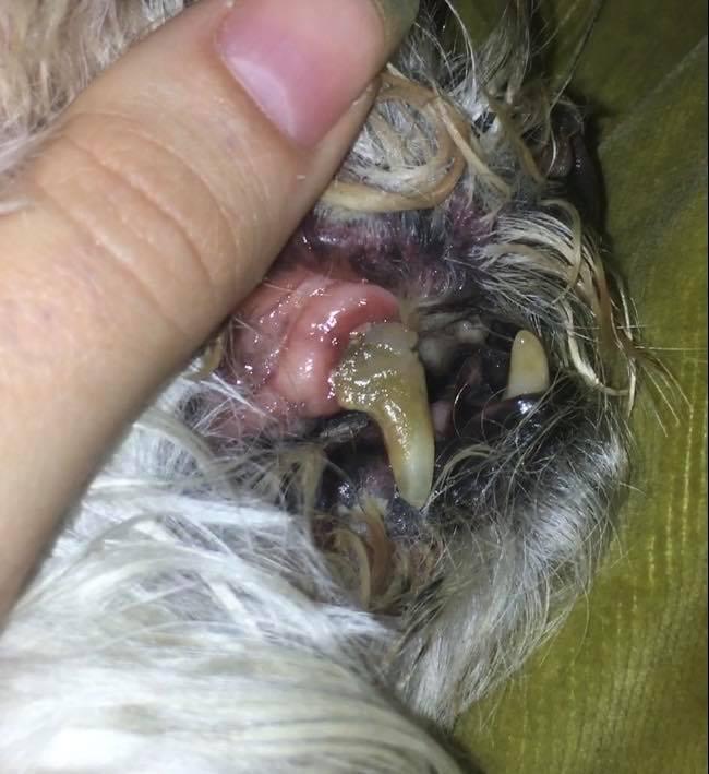 Zahnstein/Entzündung bei 15Jährigem Hund? (Tierarzt, Narkose)