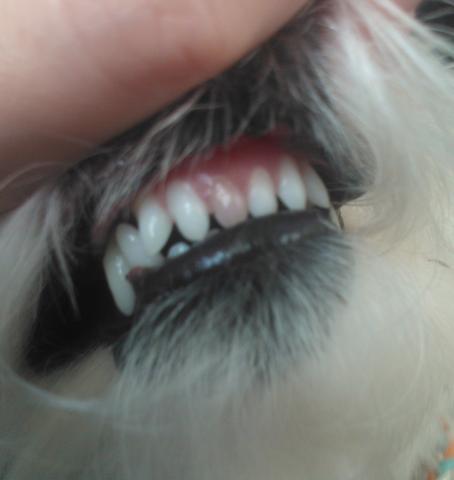 Zahnverfarbung Bei Malteser Hund Zahne Verfarbung
