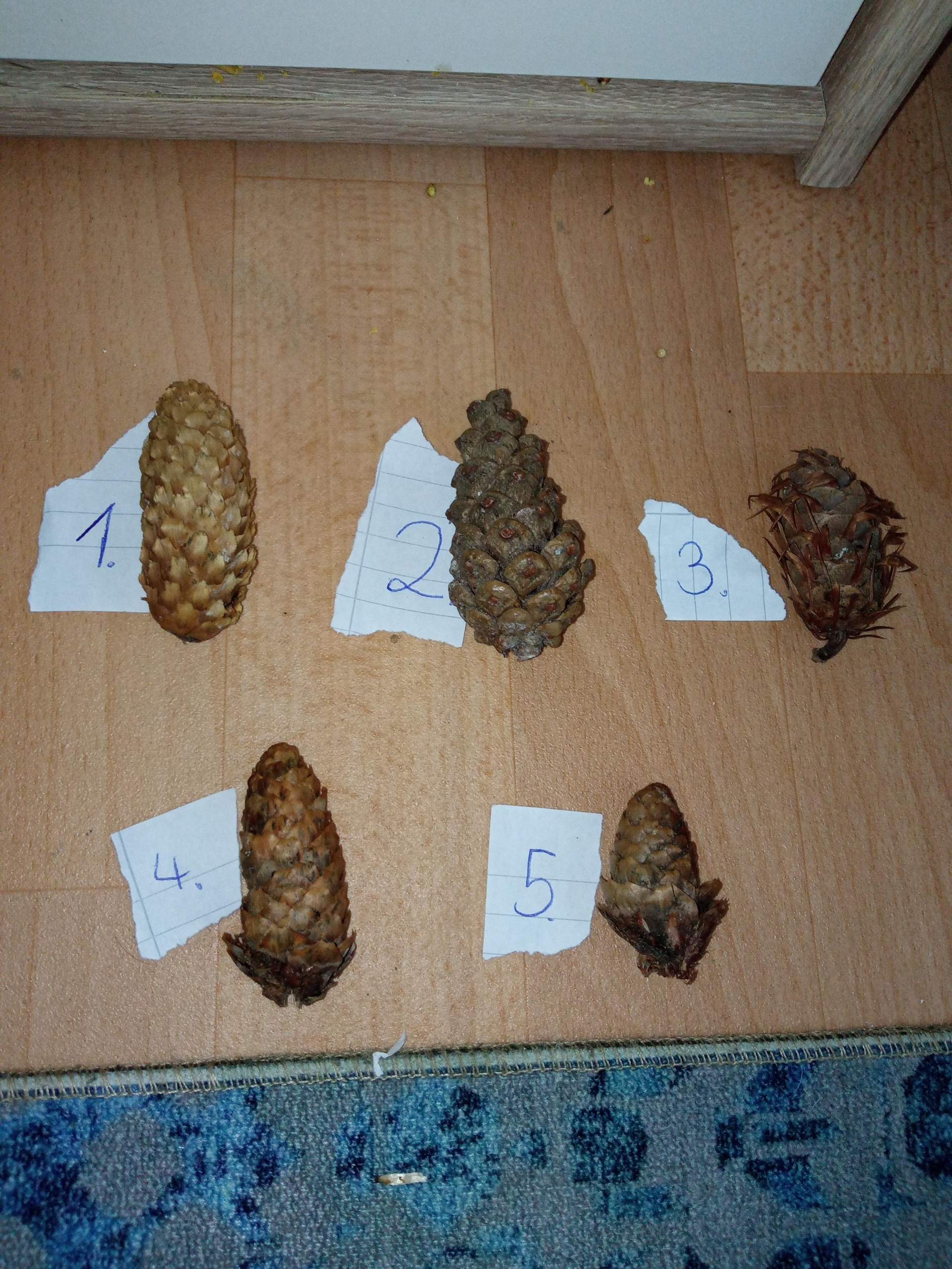 Zanzapfen bestimmen? (Rätsel, Nadelbaum, zapfen)