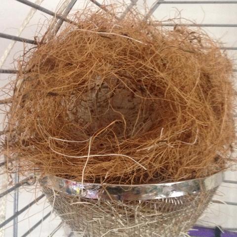 ZBNest - (Vögel, Nest, Zebrafinken.)