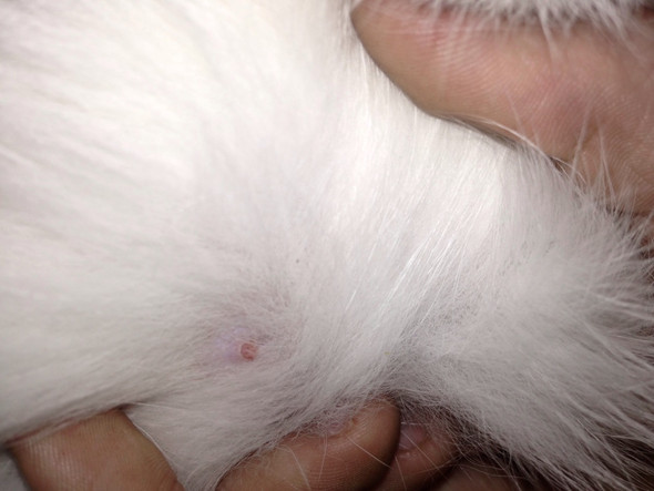 Zecke An Der Katze Tiere Natur Kater