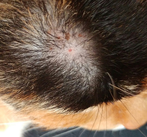 Zecke Entfernt Kopf Noch Drin Hund Captions Save