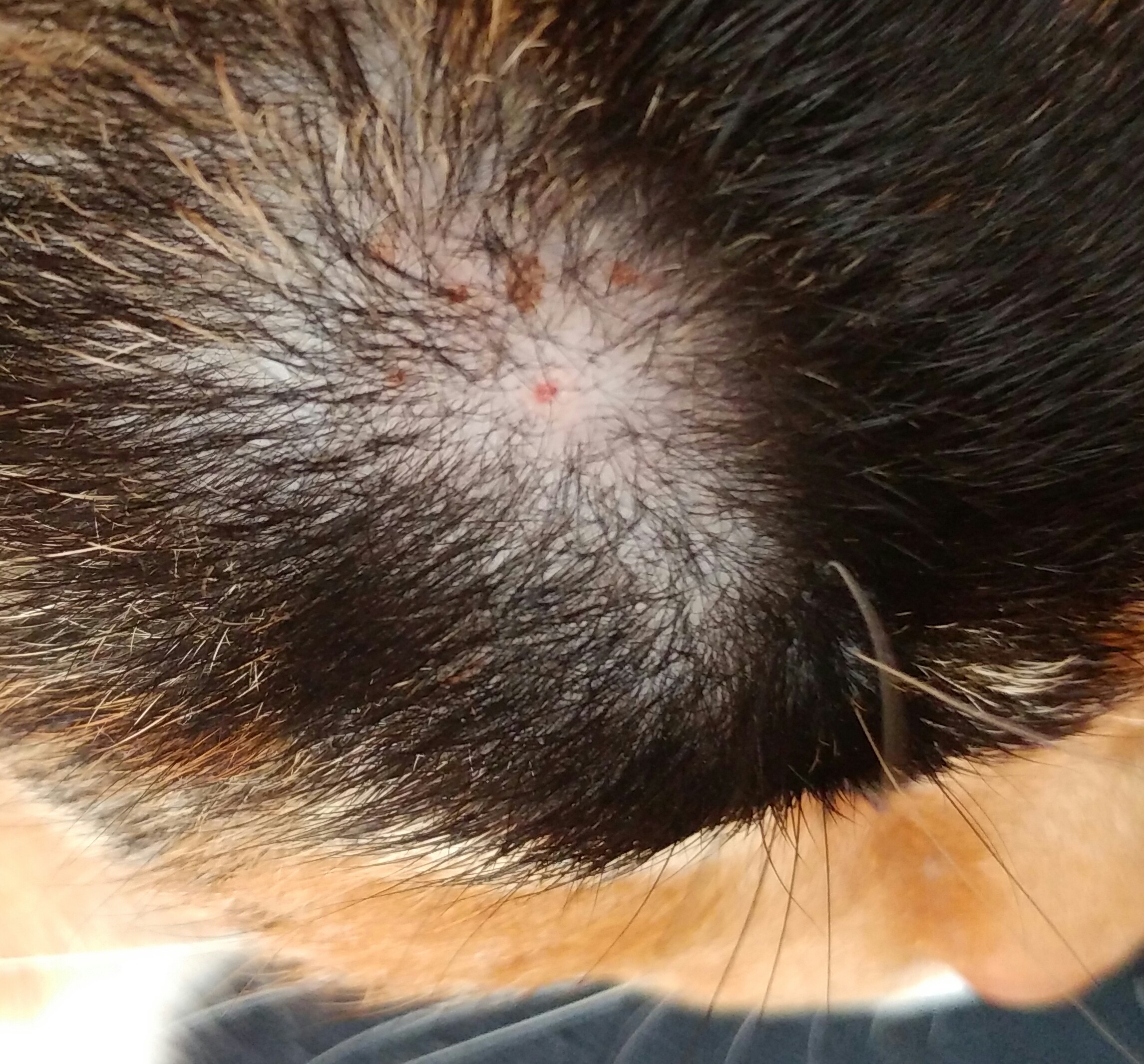 zecke an katze mit hand abgerissen kopf noch dran
