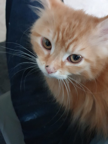 Zecke Auf Der Nase Oder Doch Nur Schorf Gesundheit Tiere Katze