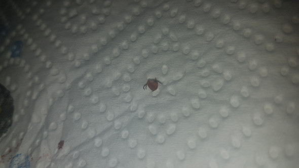 Zecke Falsch Entfernt Katze Tiere Haustiere Zecken