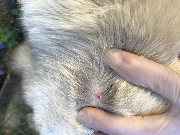 Zecke? Hund? Dringend Hilfe? (Tierarzt, Zeckenbiss, Zeckenschutz)