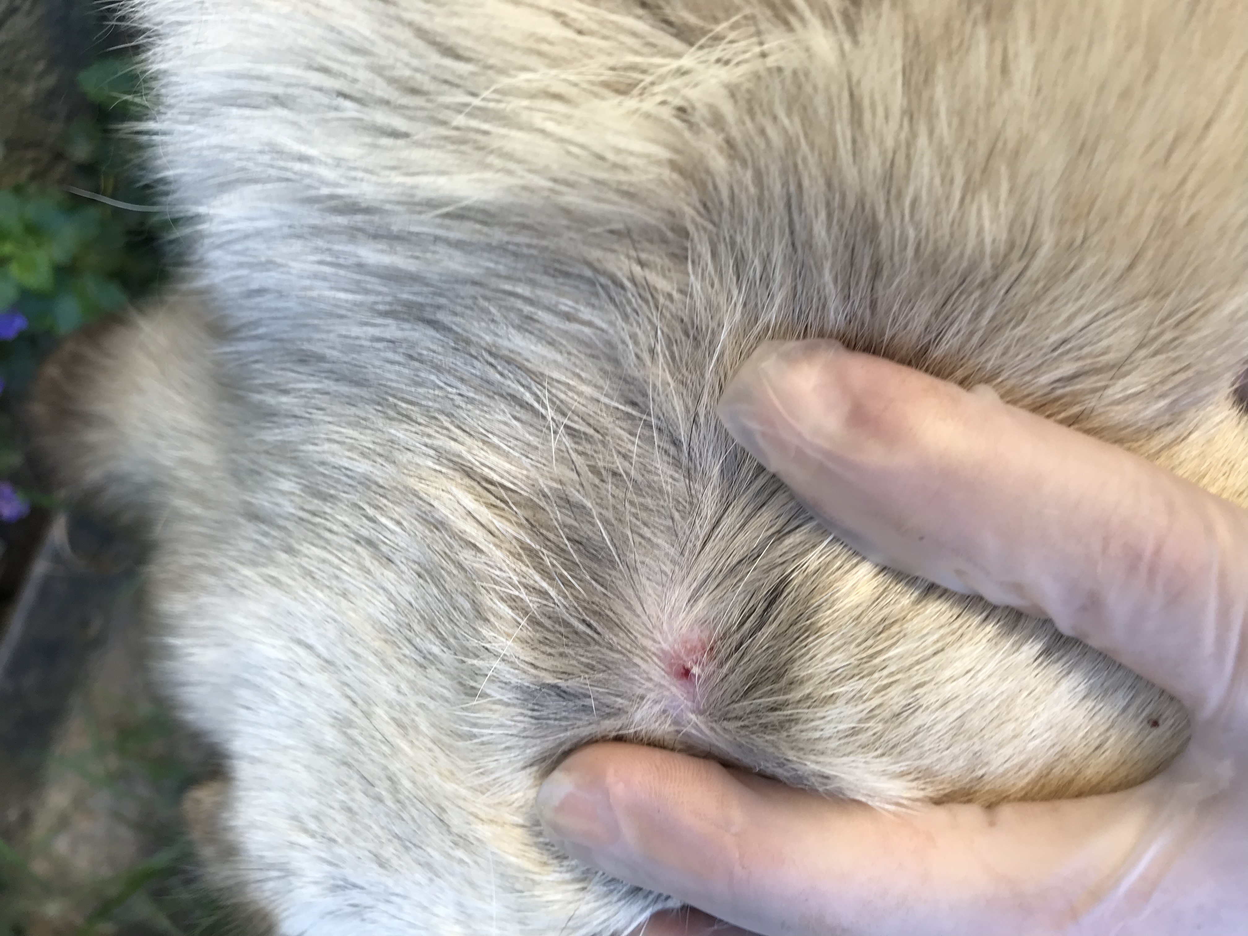 Zecke? Hund? Dringend Hilfe? (Tierarzt, Zeckenbiss, Zeckenschutz)
