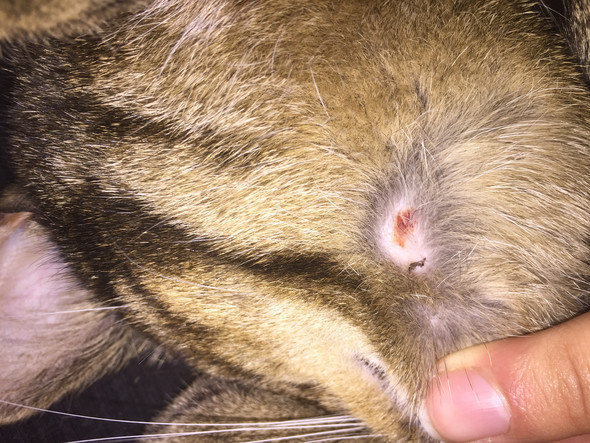 Kopf Von Zecke Steckt Noch Drin Katze Quotes Images