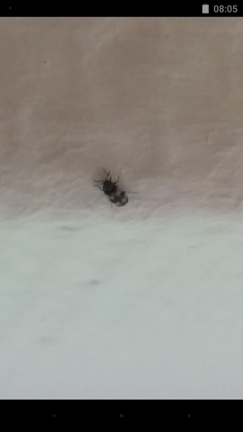 Zecke? - (Gesundheit, Garten, Insekten)