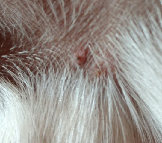 Zeckebiss beim Hund? (Zeckenbiss)