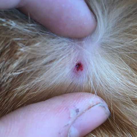 Zecken Beisseerkzeug In Katze Stecken Geblieben Zecke Zeckenbiss Zecken Beisseerkzeug In Katze Stecken Geblieben Zecke Zeckenbiss